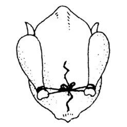 Ficelle De Cuisine 152 M -Cuisine Fournitures Boutique 601080 3 1 Ficelle de cuisine 152 m